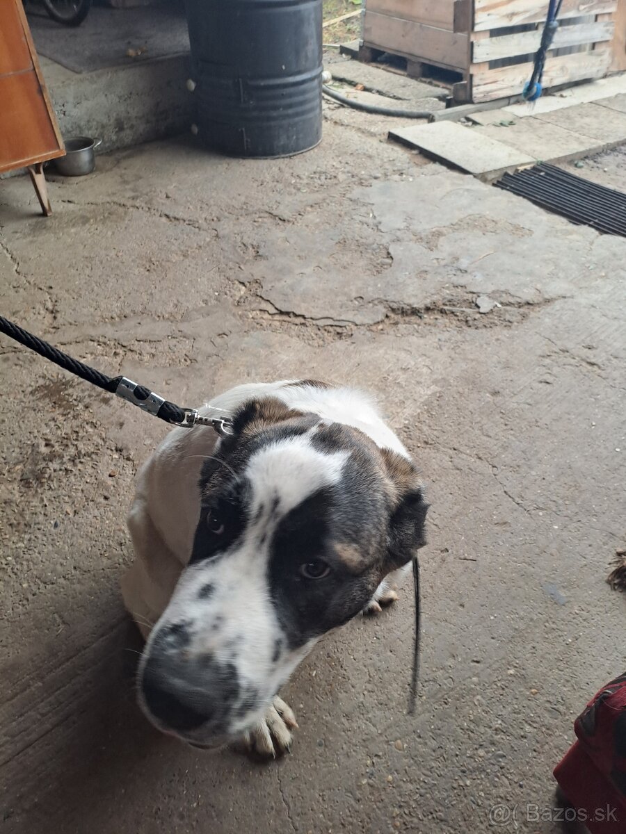 Stredoazijsky ovciak