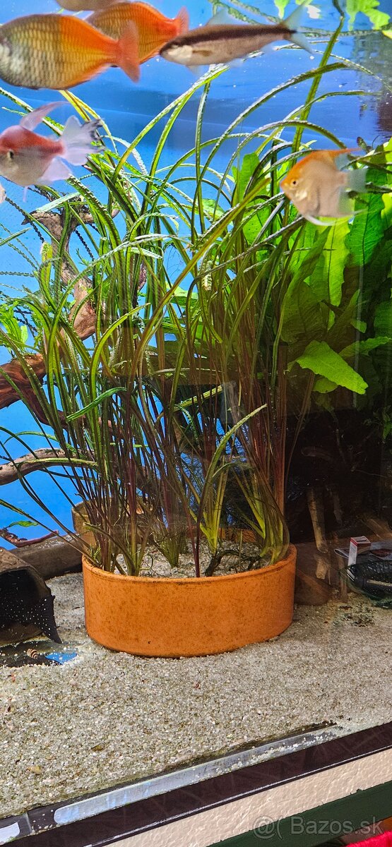 Cryptocoryne crispatula var. balansae