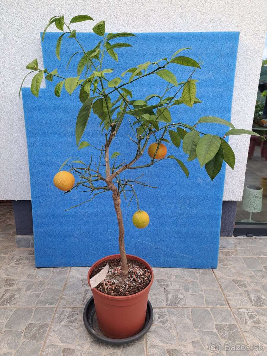 Predám kumquat japonica