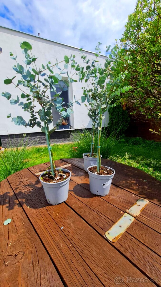 Eukalyptus Gunni "na kmienku"