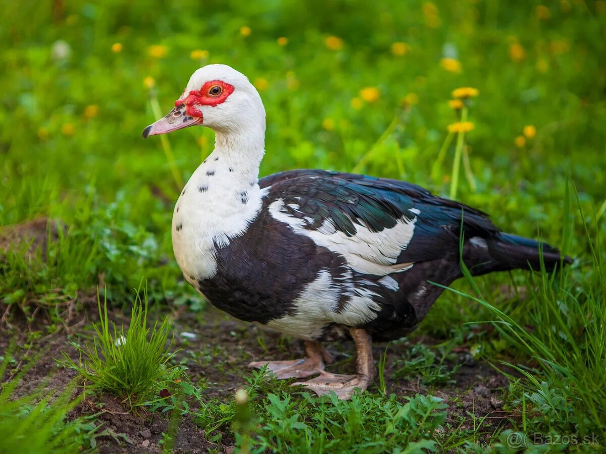 Kačice pižmové, aj násadové vajcia.