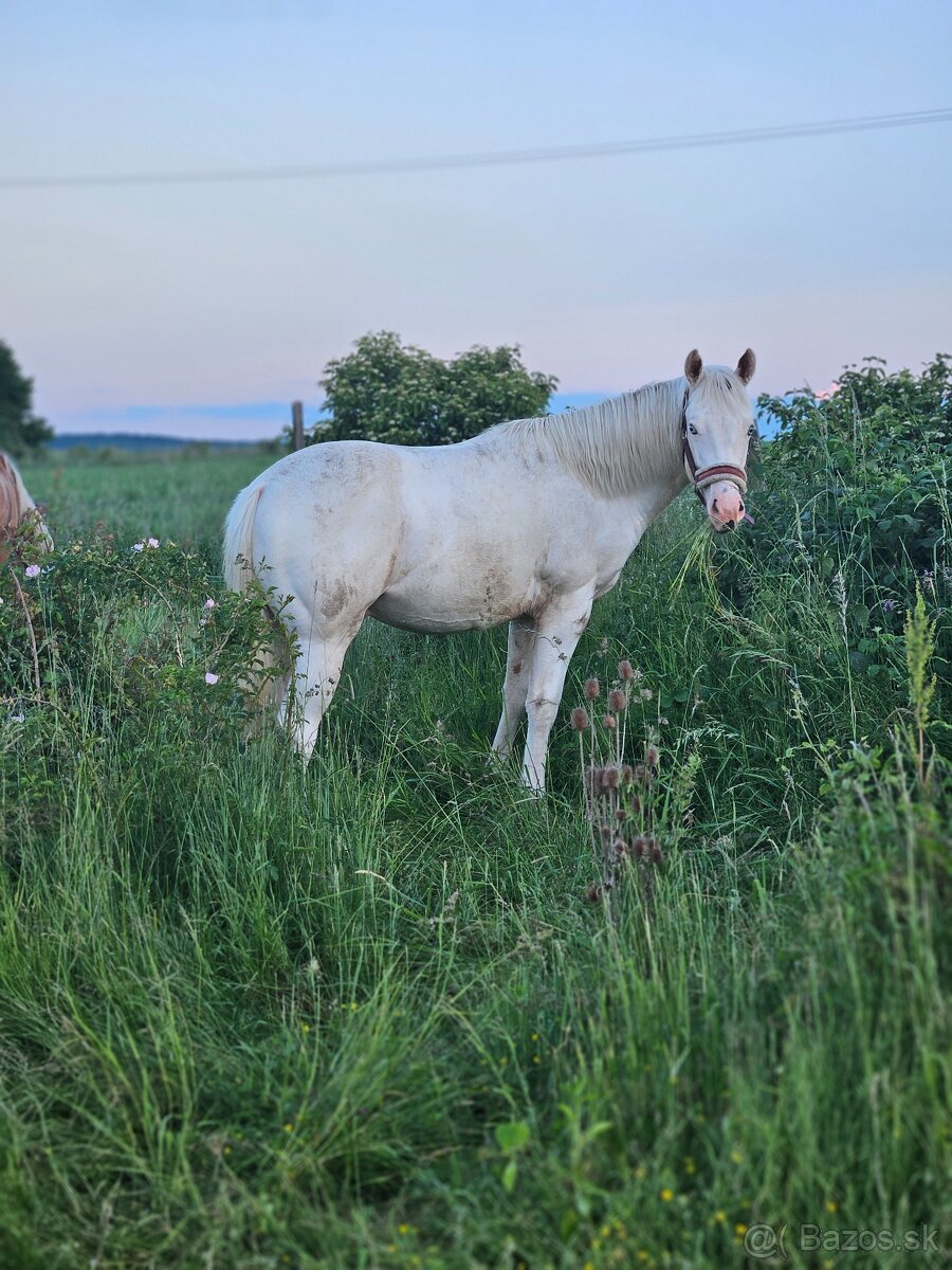 Aph žrebček, paint horse