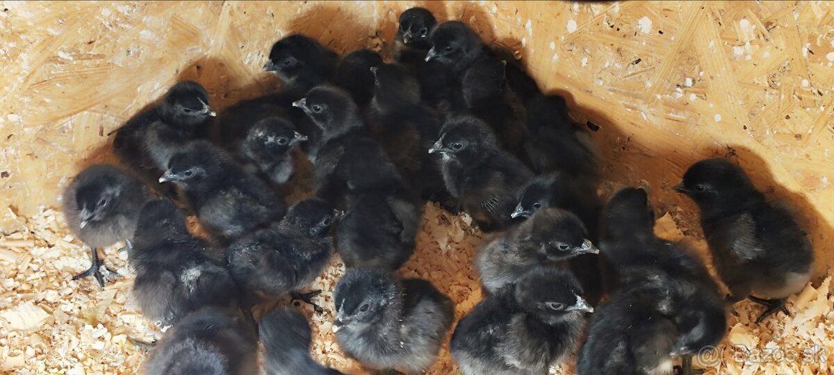 Ayam Cemani kuriatka