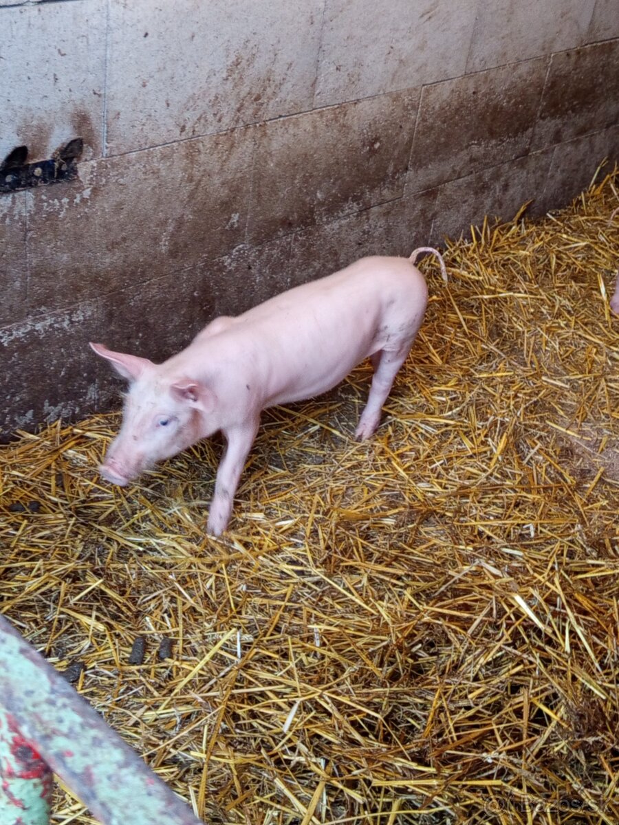 Odstavčatá