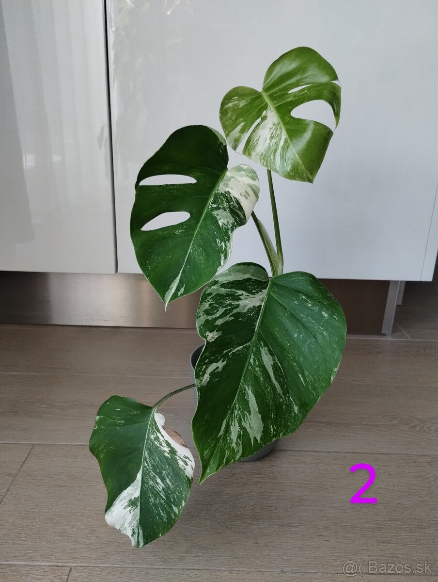 Monstera albo variegata