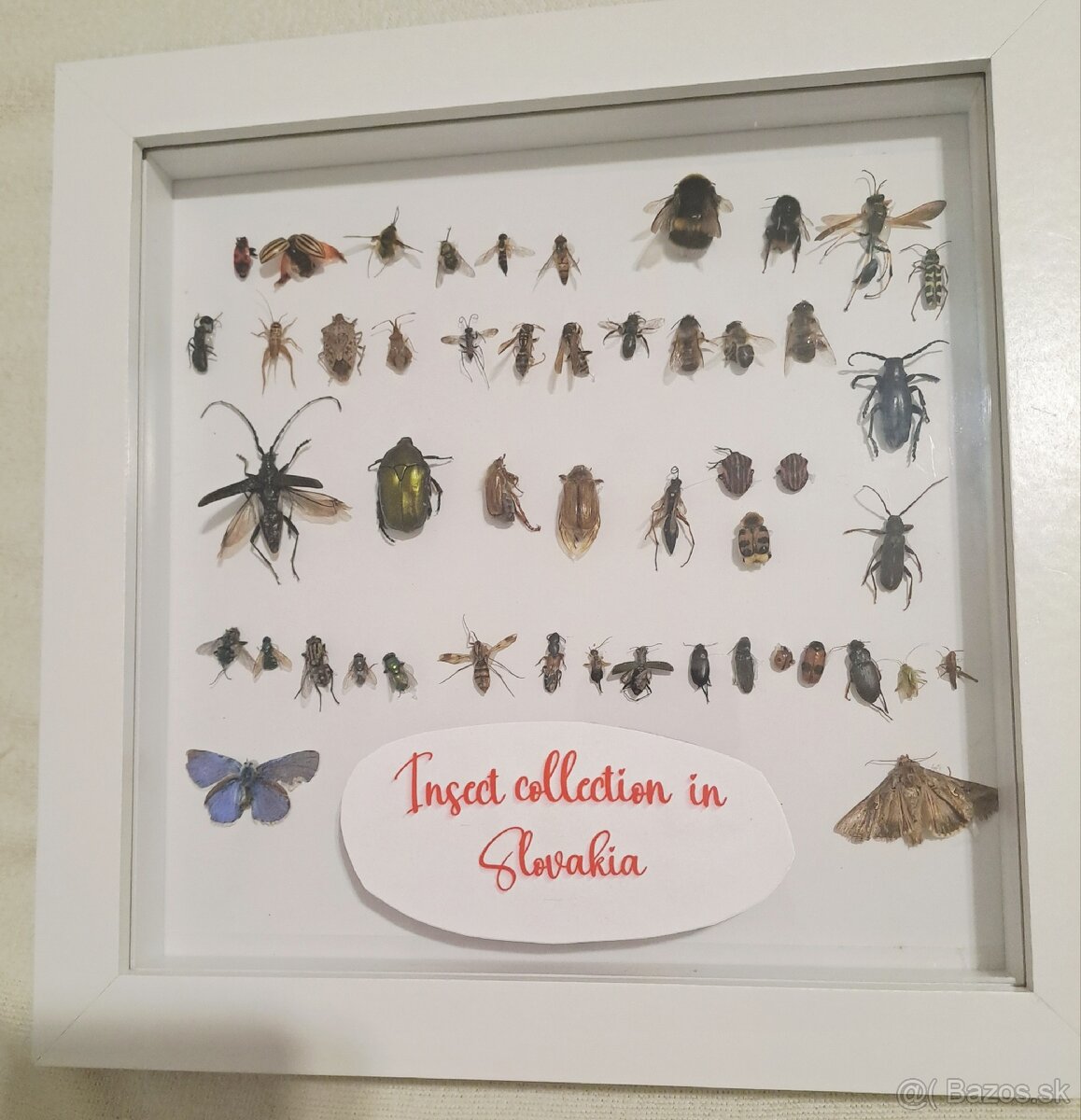 Zbierka chrobákov (hmyz)