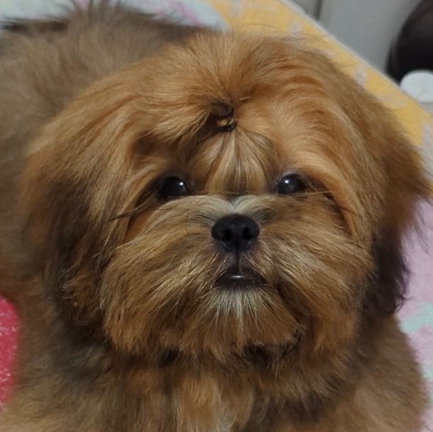 Šteniatka Shih Tzu, FCI