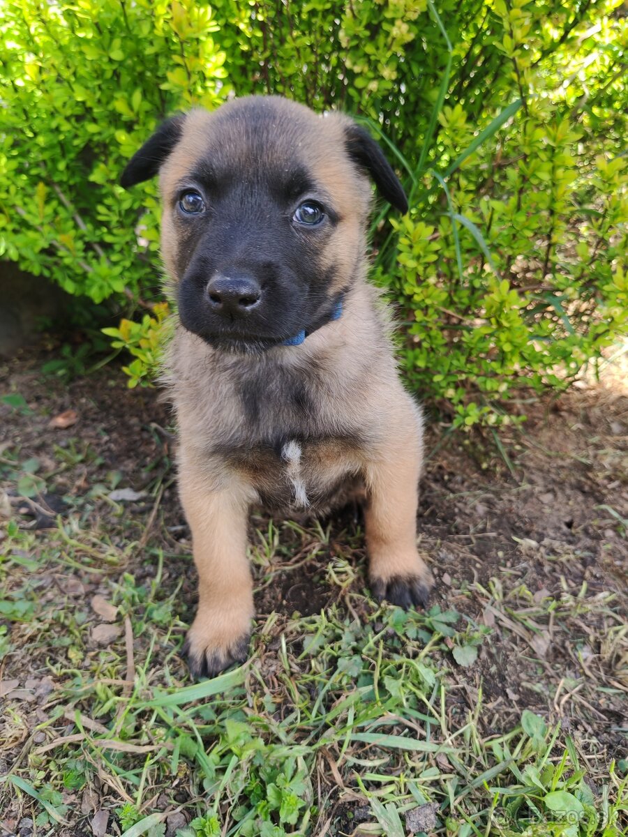 Belgický ovčiak malinois s PP