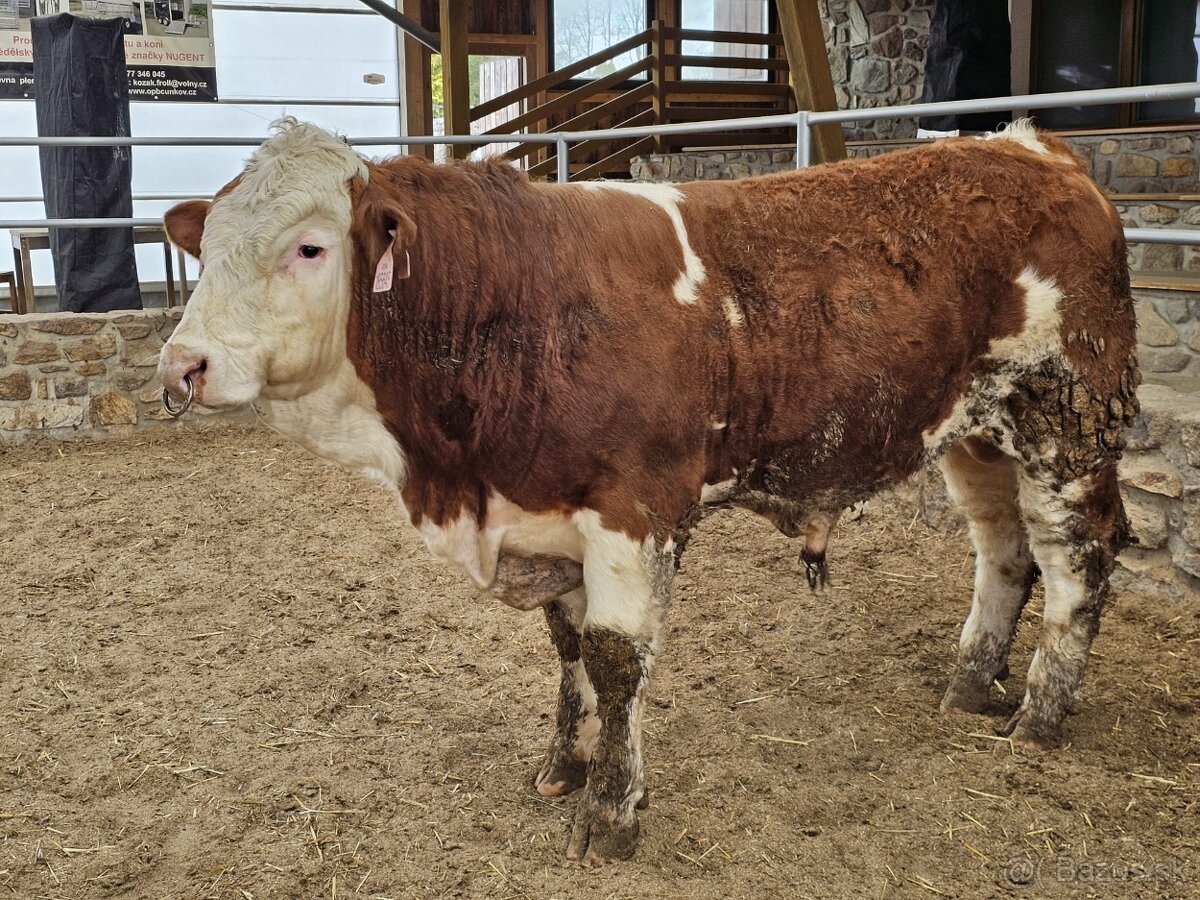 homozygotný býk plemena masný Simmental