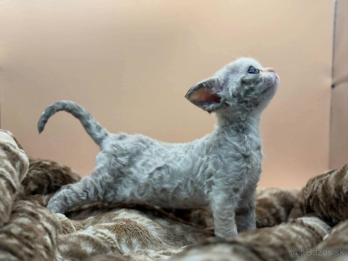 Devon rex