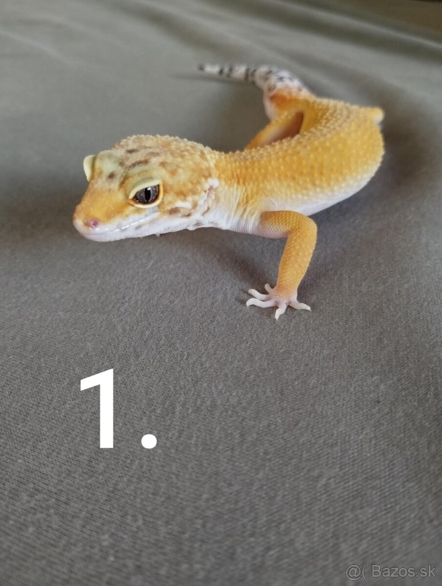Predám 3 gekončíkov nočných (samčekov)