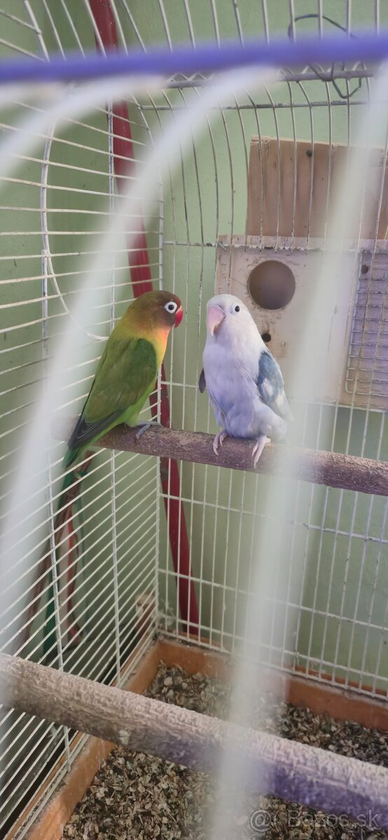 Agapornis fischeri pára.