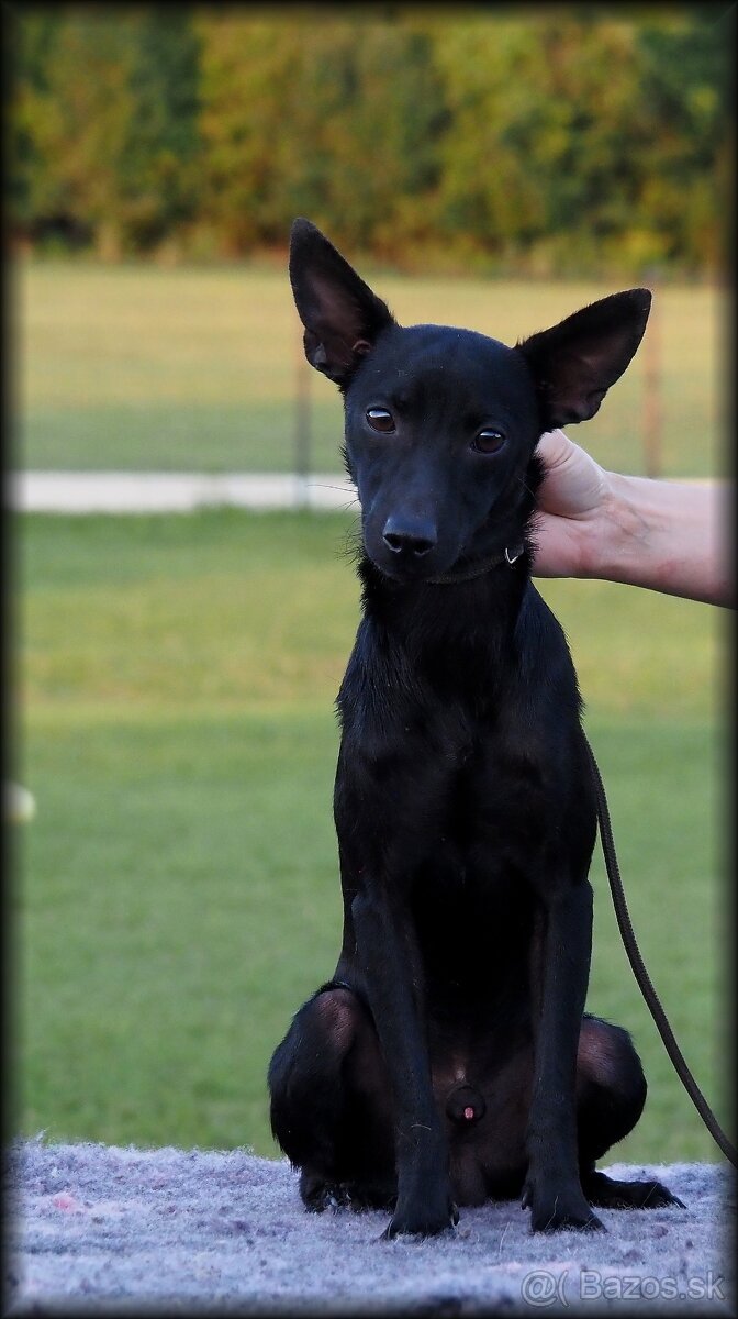 Darujem- Mexický naháč miniatúrny- mini xolo s PP