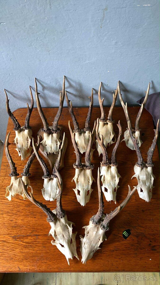 Srnčie trofeje zrezy