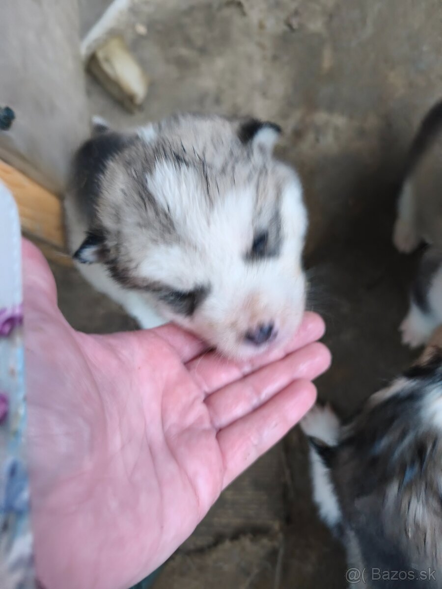 Šteniatka Aljašský malamut