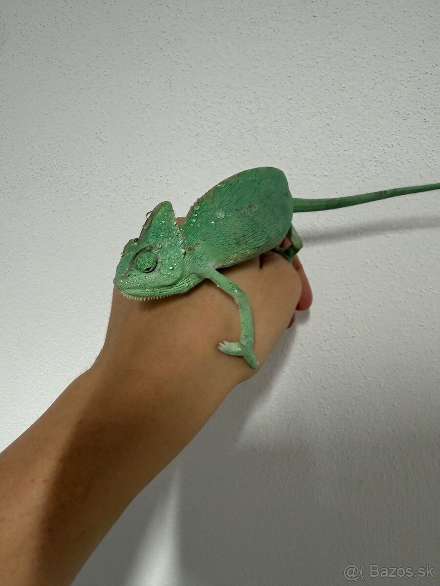 Chameleon Jemensky