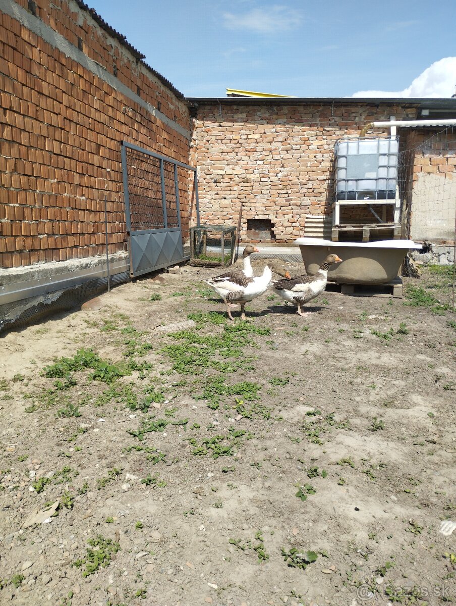 Predám husy