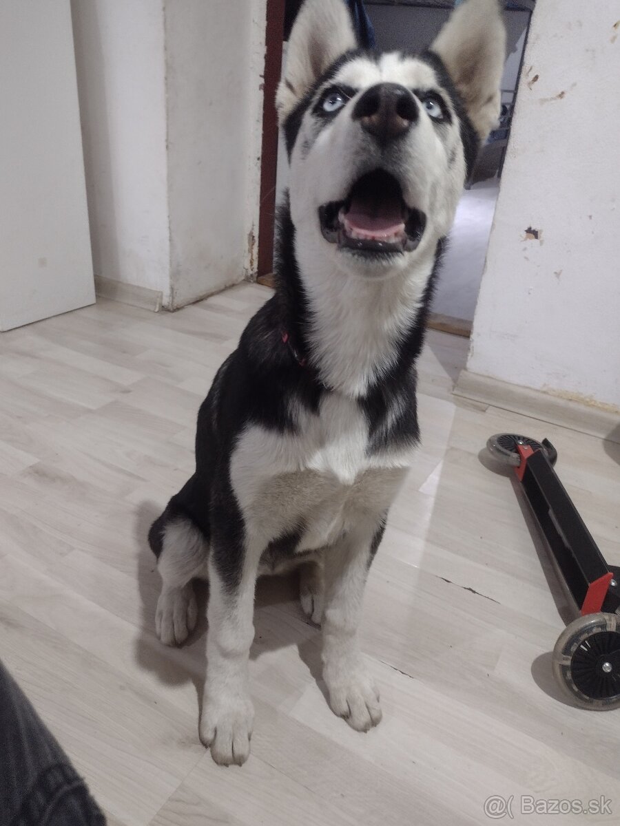 Sibírsky husky