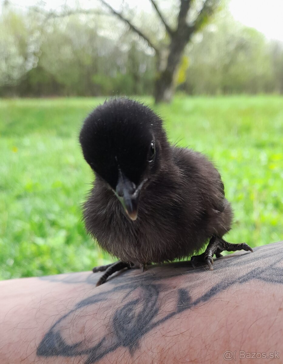 Predam ayam cemani