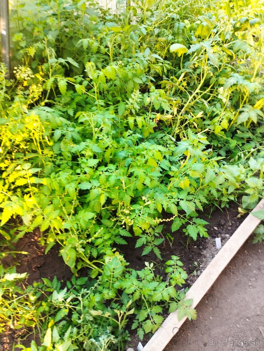 Predám planty (priesady rajčiny)