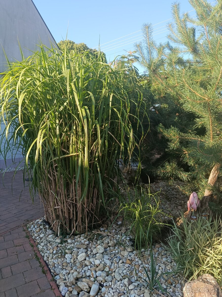 Ozdobnica čínska ´Gigantus´ (Miscanthus sinensis ´Giganteus´