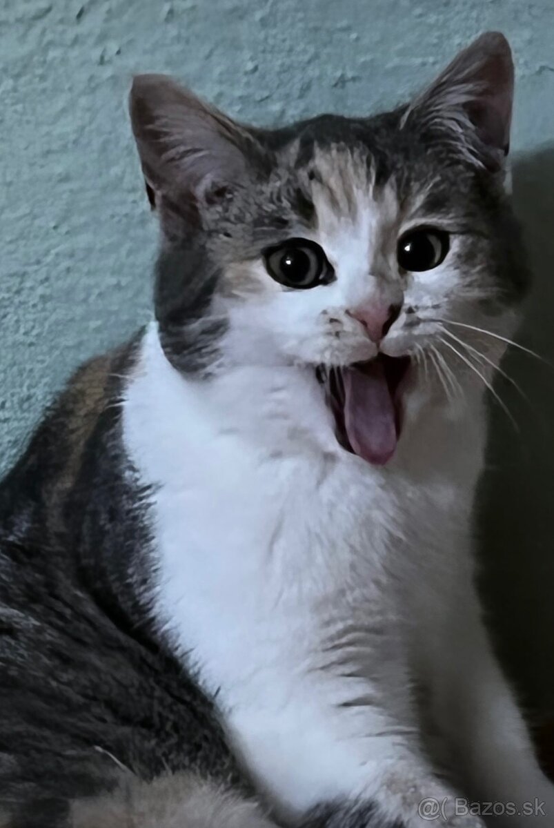Mačička