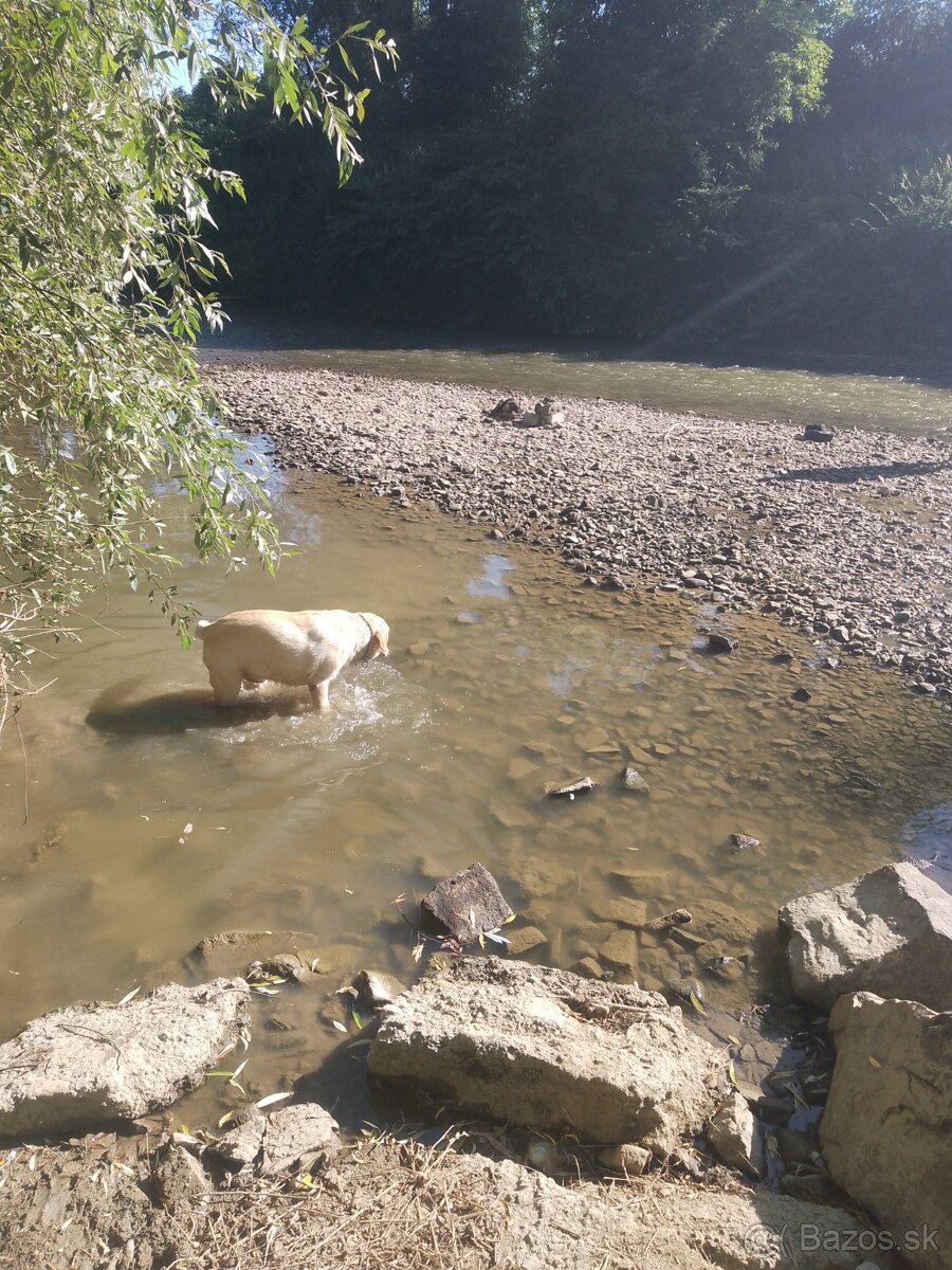 Labrador
