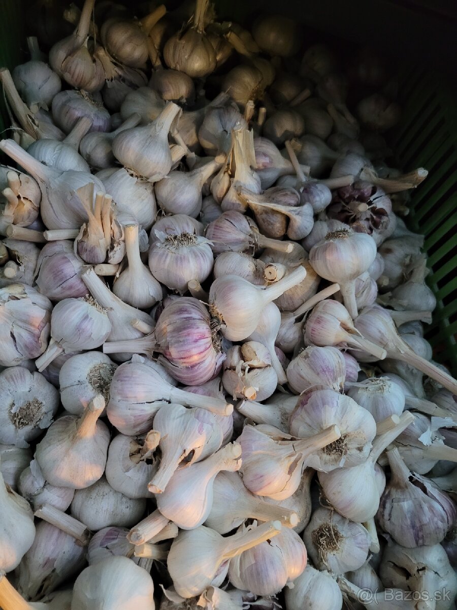 Cesnak