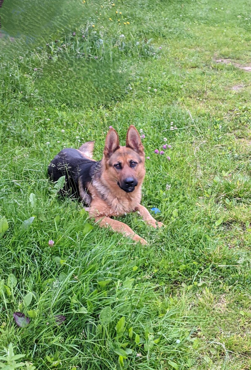 Predám šteňatá nemecký ovčiak