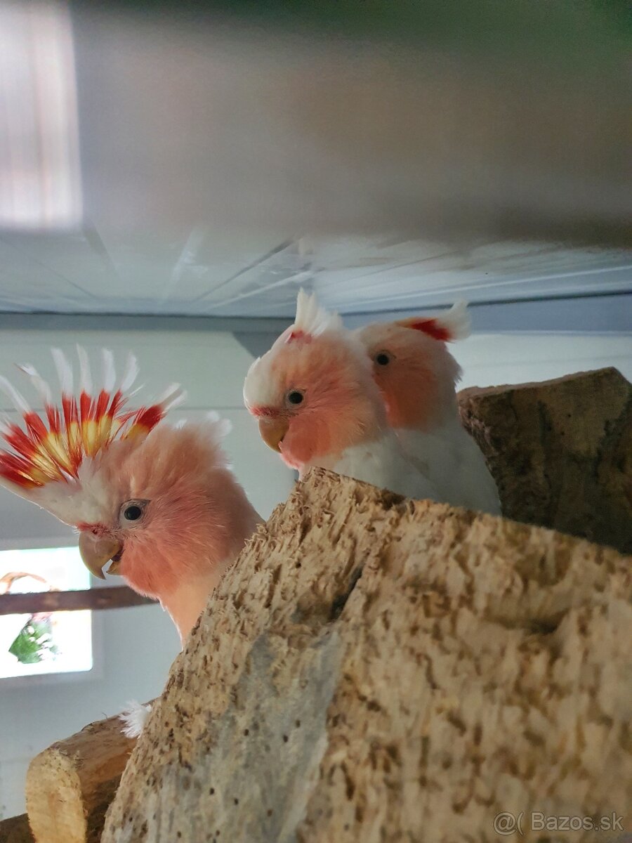 Inka,ruzovy lutino, horsky