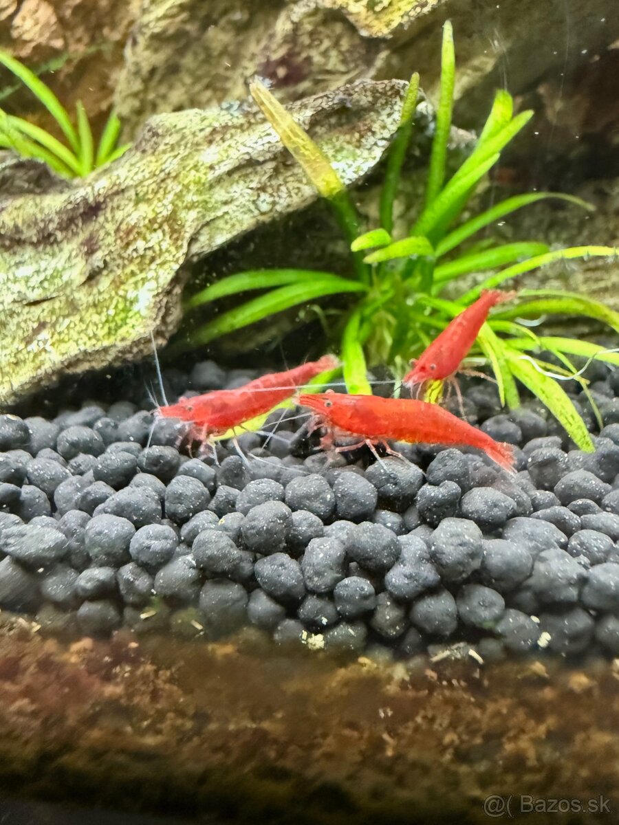 Červené krevetky Neocardina Red Cherry