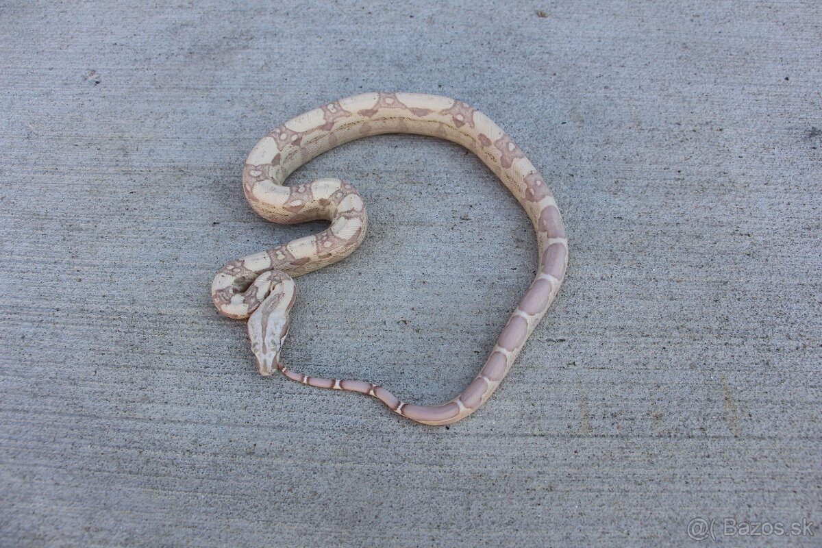 Veľhad kráľovský, Boa constrictor