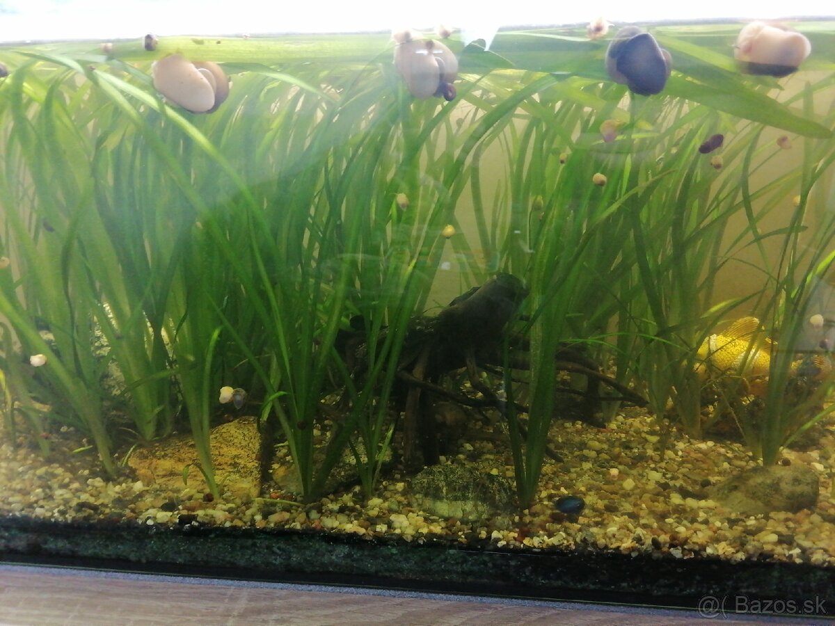 Vallisneria spiralis