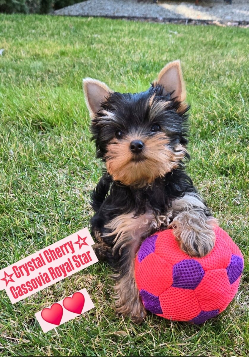 Yorkshire Terrier dievčatko s komplet PP