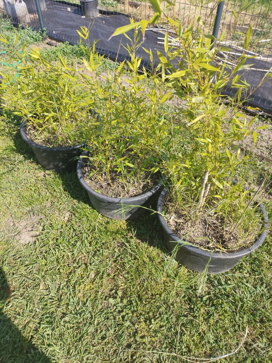 Predám bambus rodu Phyllostachys