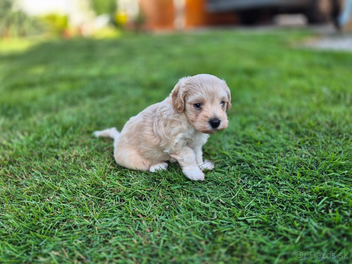 Predám šteniatká maltipoo