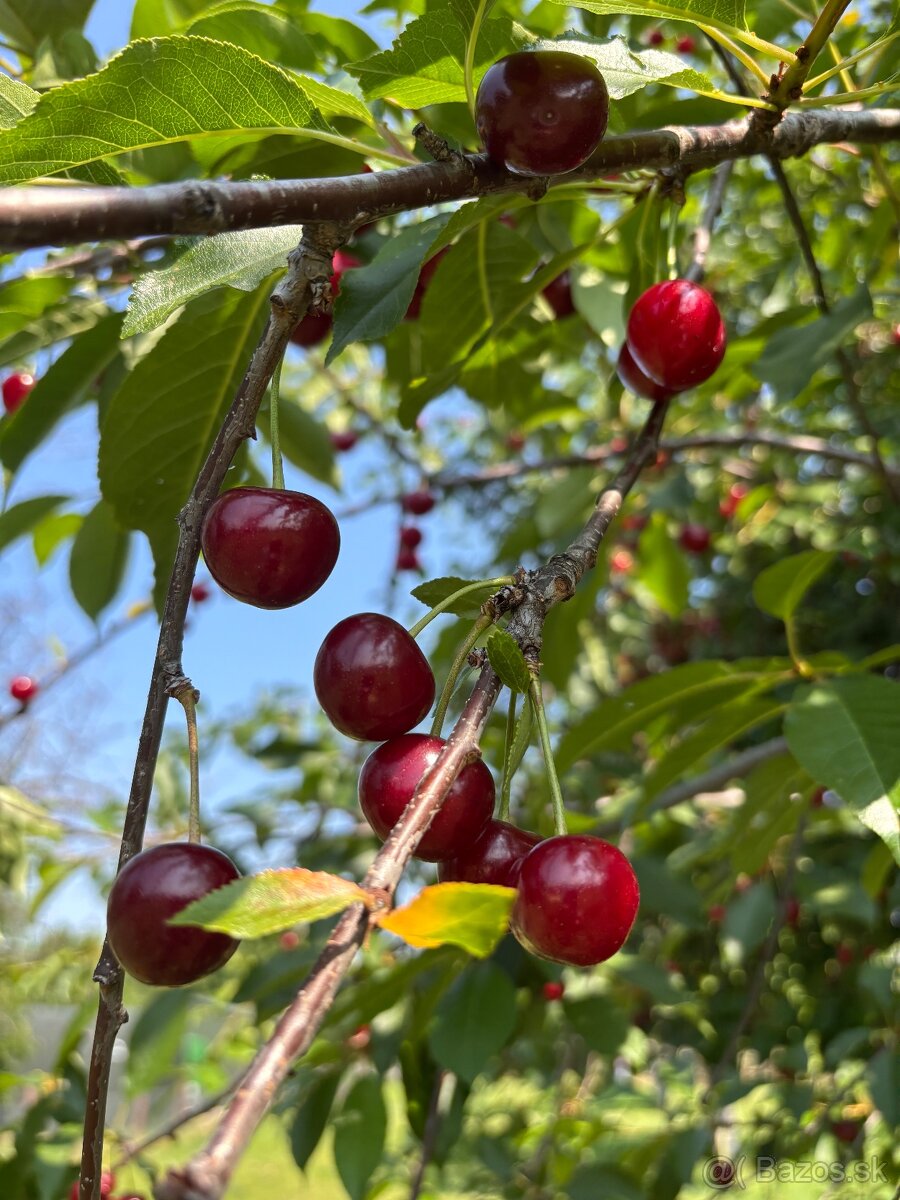 Višne