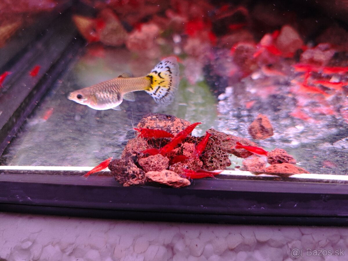 Krevetky Bloody mary