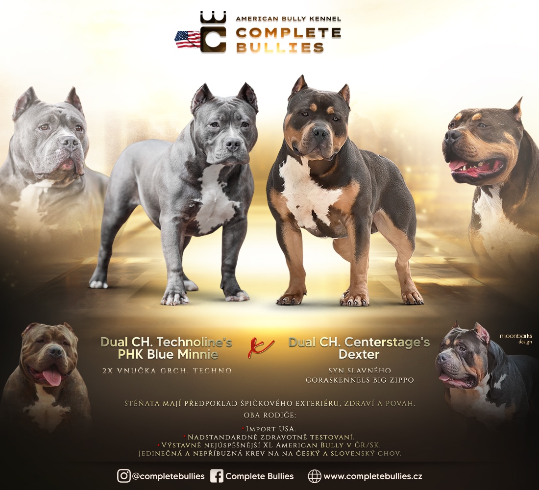 American Bully XL - Exkluzívne spojenie šampiónov