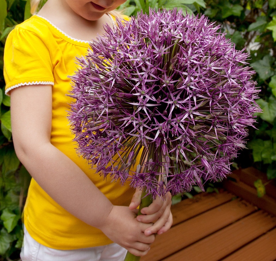 Okrasný cesnak Christophii - kvet veľký ako futbal. lopta