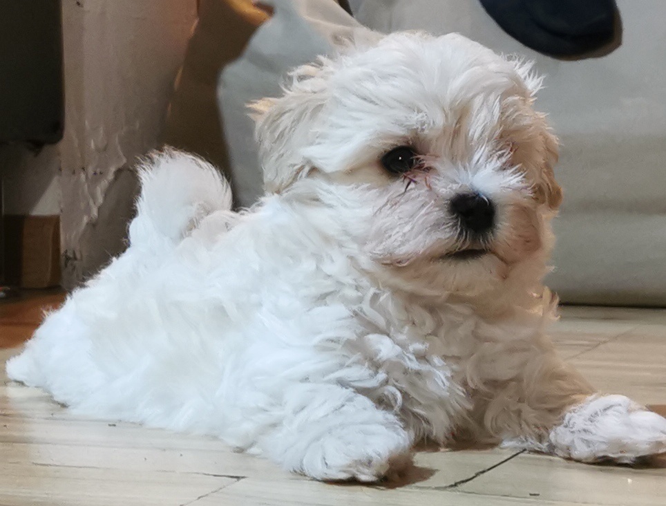 Maltipoo