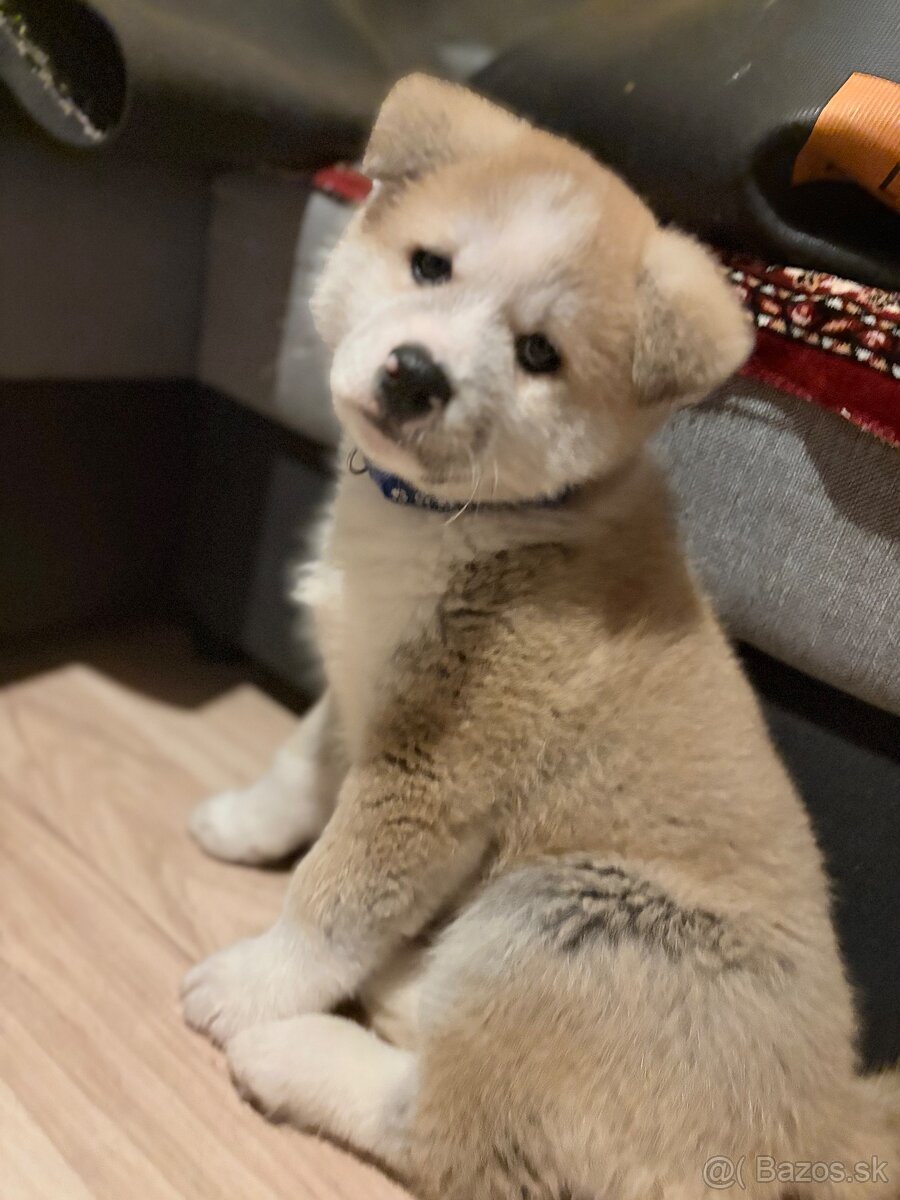 Predam šteniatko Akita inu