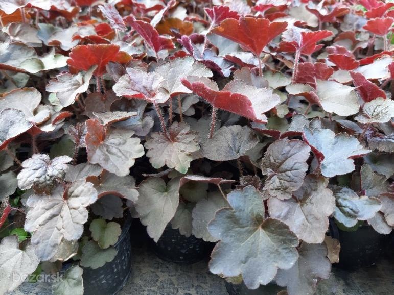 Heuchera bordovo-zelená - SADENICE