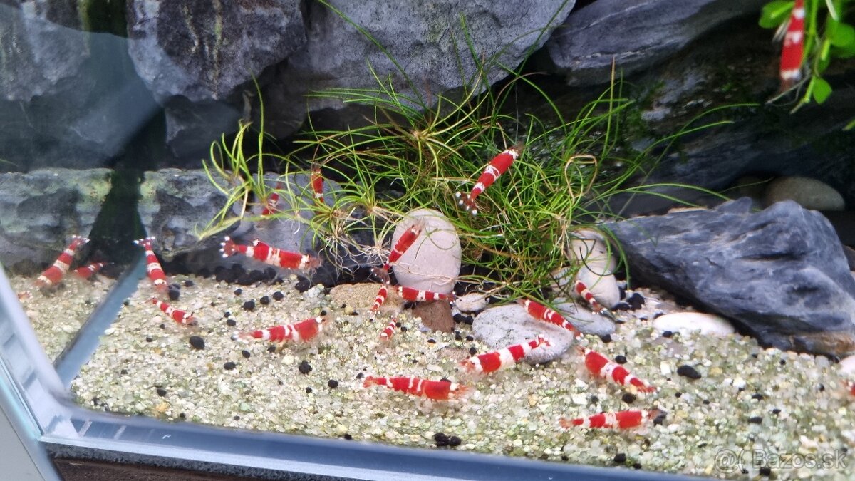 Krevetky crystal red
