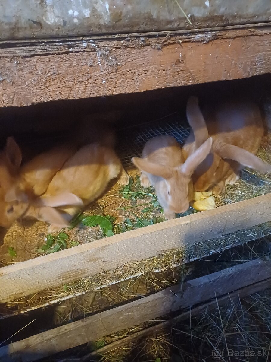 Burgundský králík