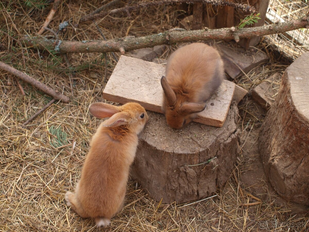 zajace z voľného výbehu a voliéry- ideálne na chov