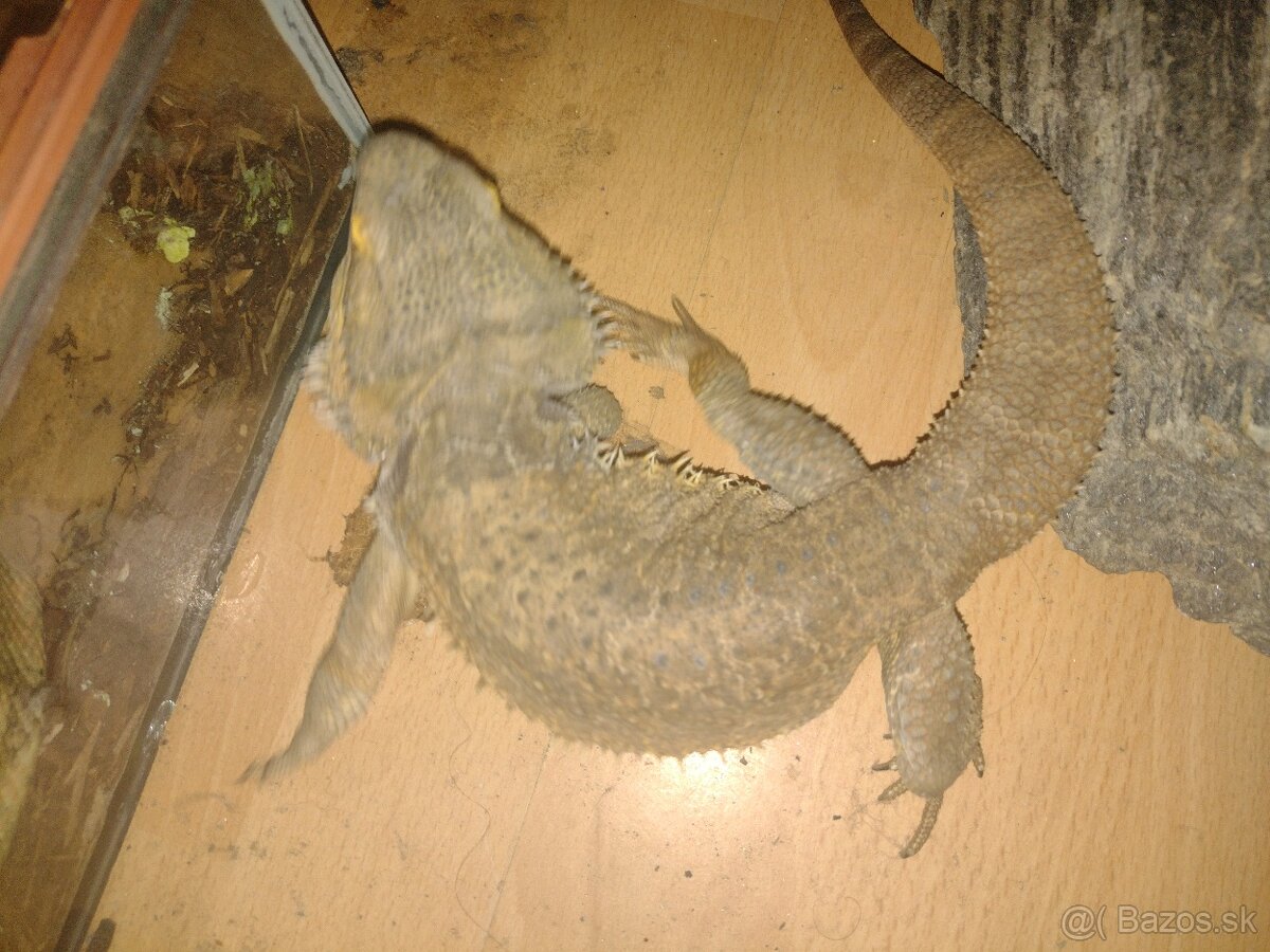 Agama