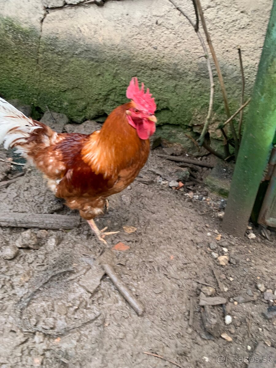 Predám kohúta