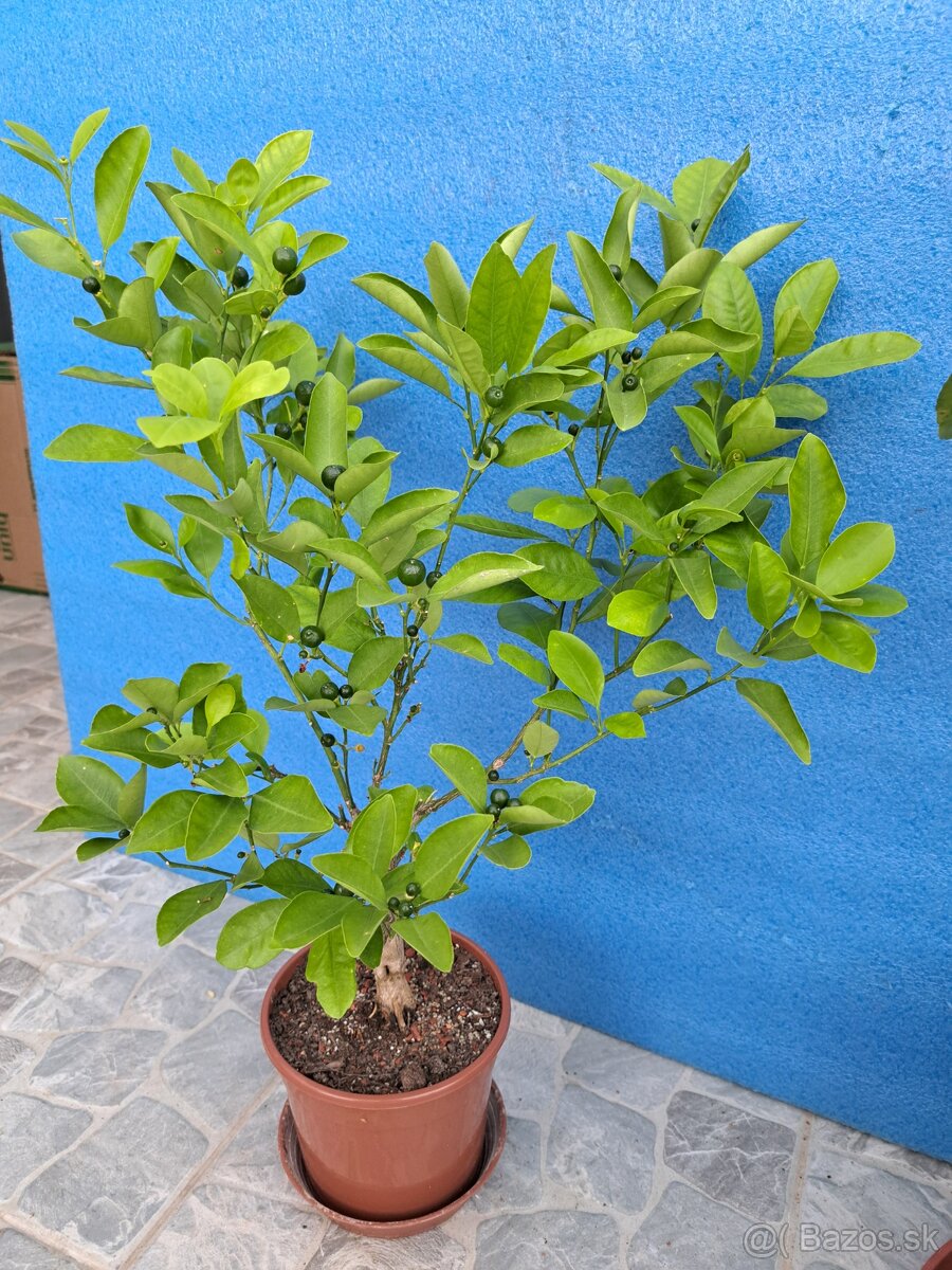 Citrus calamondin odroda Oriana