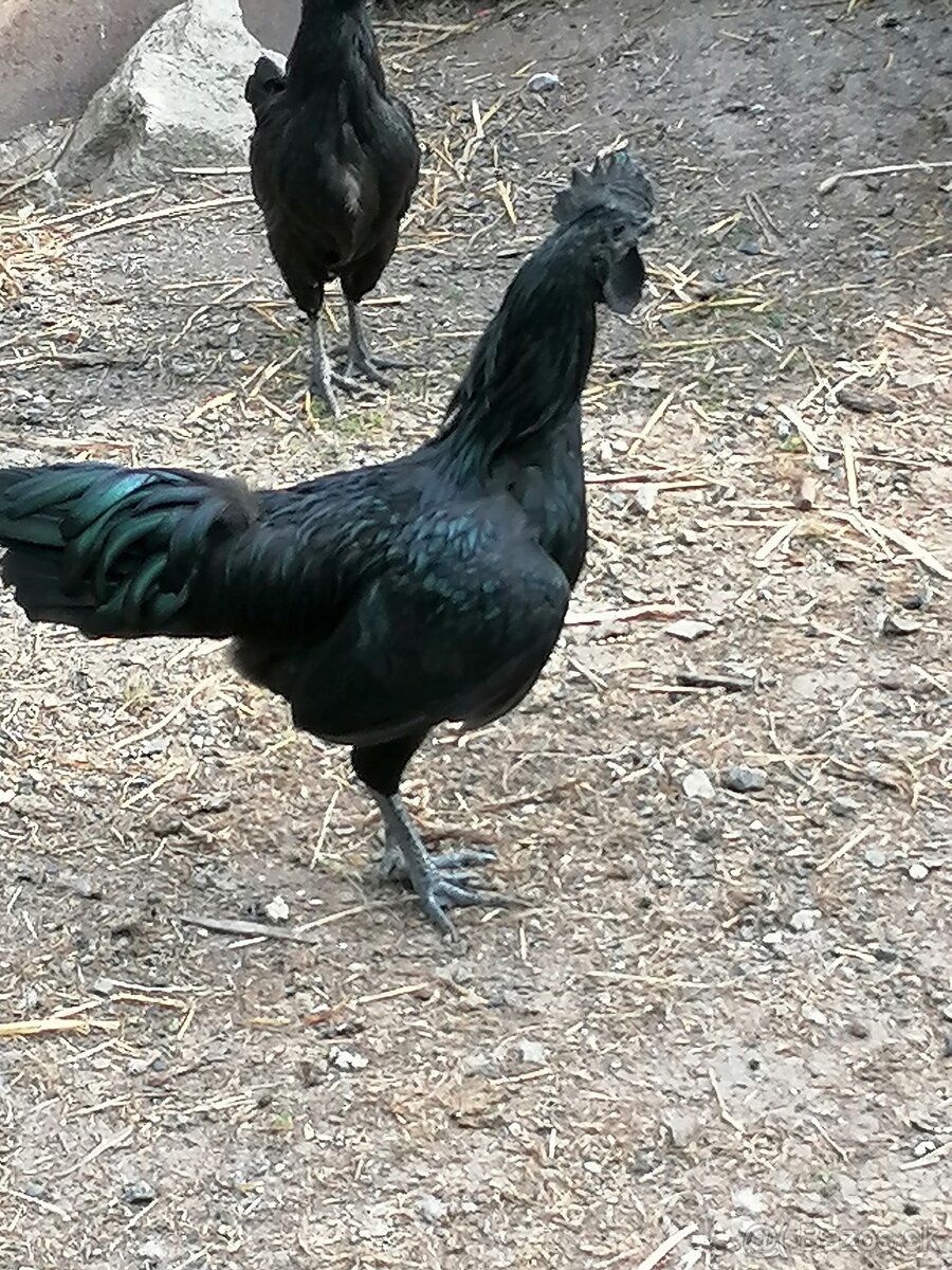Predam kohuty Ayam Cemani
